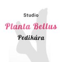Planta bellus