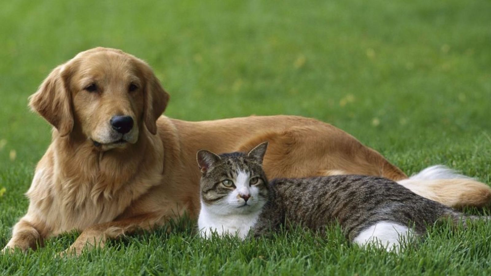 Cabinet veterinaire du Parc