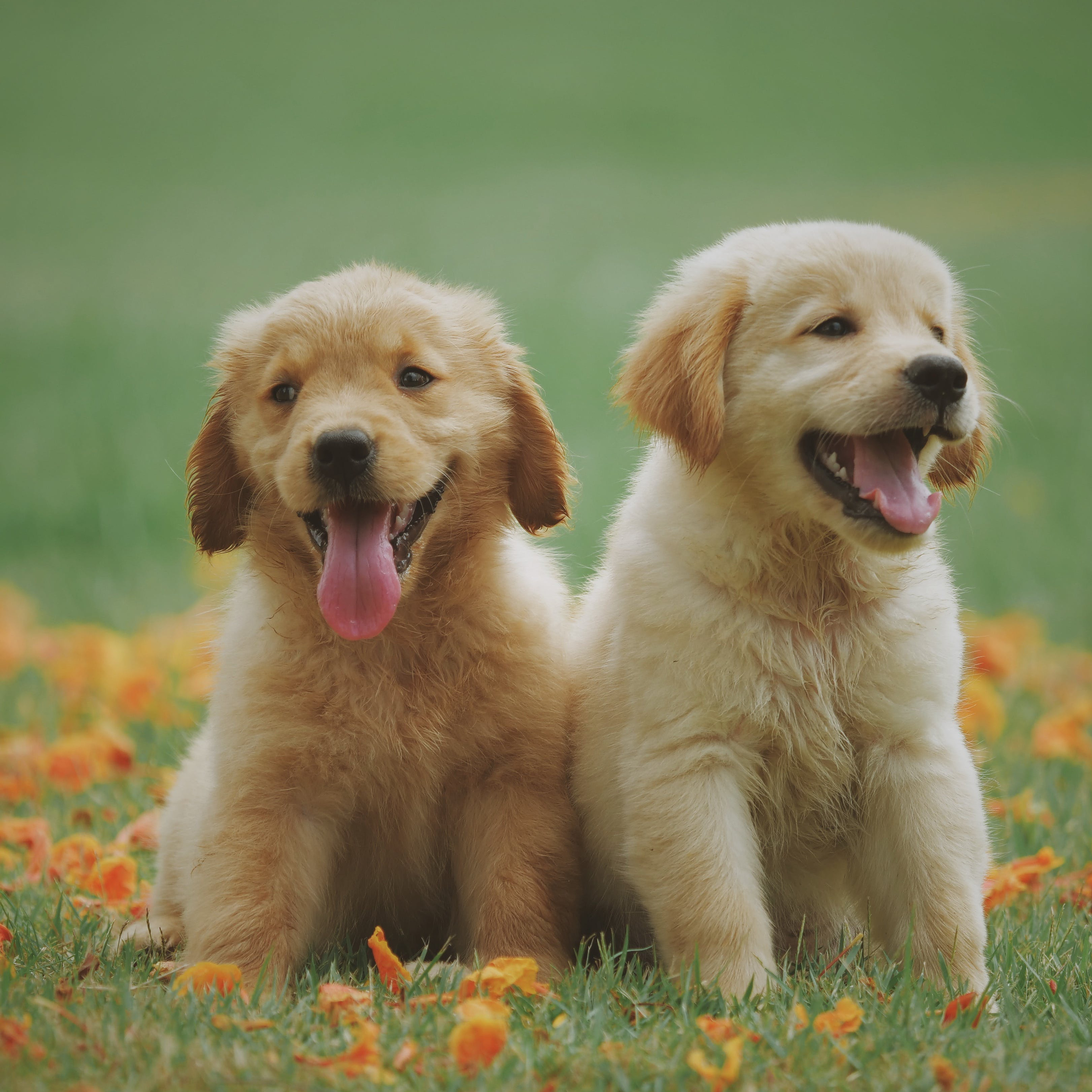 Nos animaux et nous