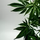 Holistic Healthcare and Natural medicine clinic