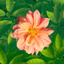 Den Klánovických Zahrad 2025