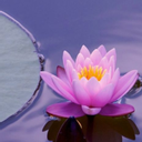 Massages Tuina et énergétique chinoise - Sophie MOTTAZ