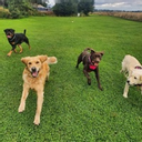 Moorlands Field of Fun