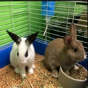 Steve's Pet Shop
