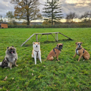 Les collectifs canins de Wendy & Mégane