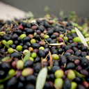 Frantoio Torre Bianca