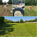 Hondenspeelweide DierVriendelijk Gent