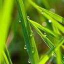 MgrGreen