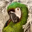 Záchranná stanice PAPOUŠČÍ RÁJ