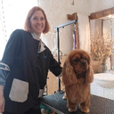 Les patounes d'Aurore toilettage canin à domicile