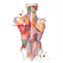 Sandrine Garnier - Ostéopathe Ile d'Olonne