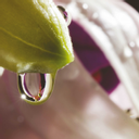 Beroepsorganisatie BATC