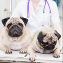 The Neighborhood Vet