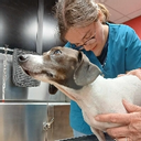 Amélie Tomasini - Ostéopathe animalier OA1471 Tom&Co Dinan