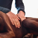 Marine Boulanger - Ostéopathe animalier OA1470