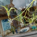 élise Peuvrier à Sézanne