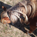 Place 5 - Atelier Découverte + Soin du Poney (pas de monte) 40 m