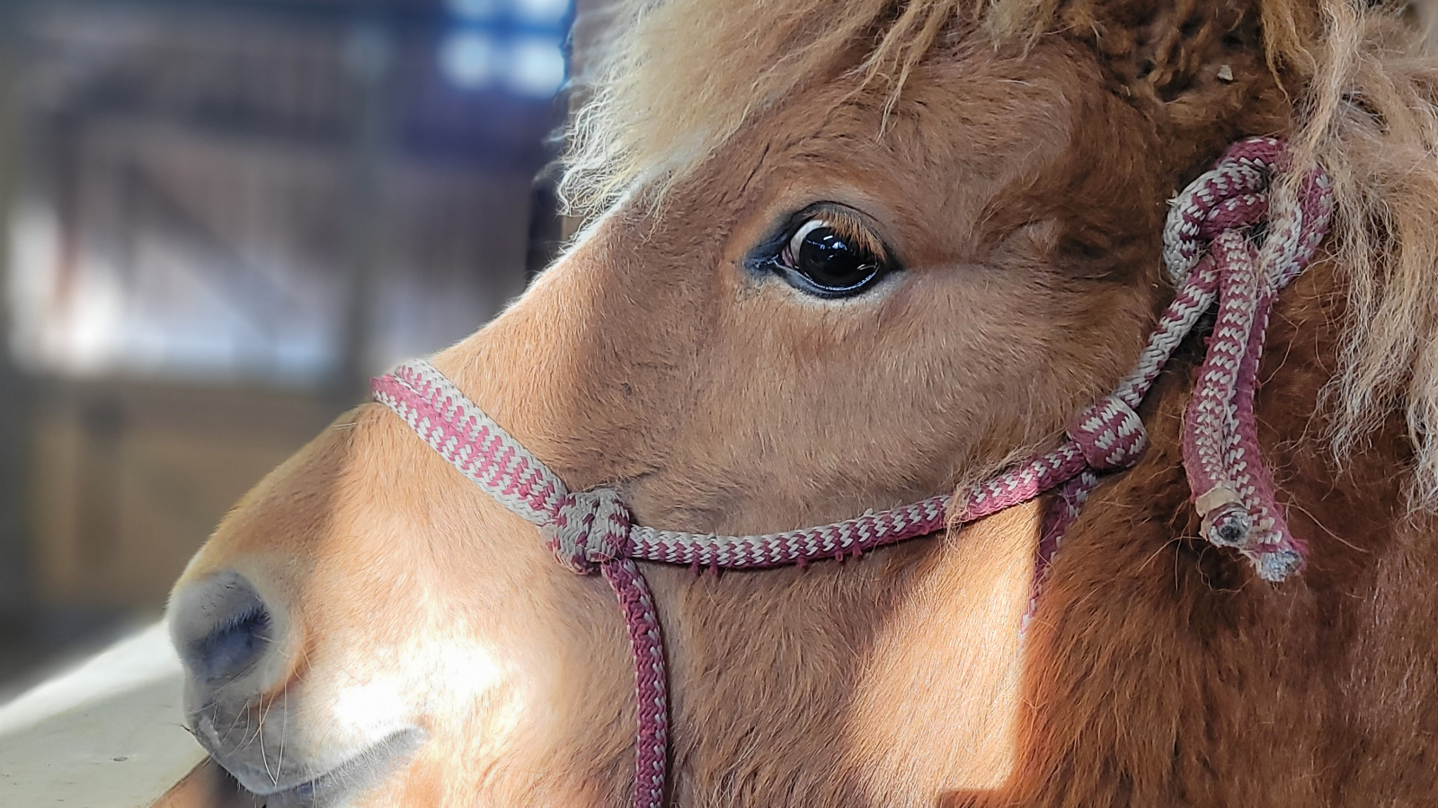 Brobäcks islandshästar