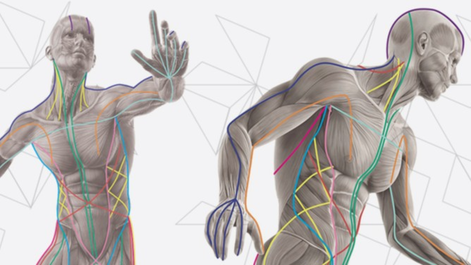 Jacob MSc PT D.O Fascial Manipulation Therapist