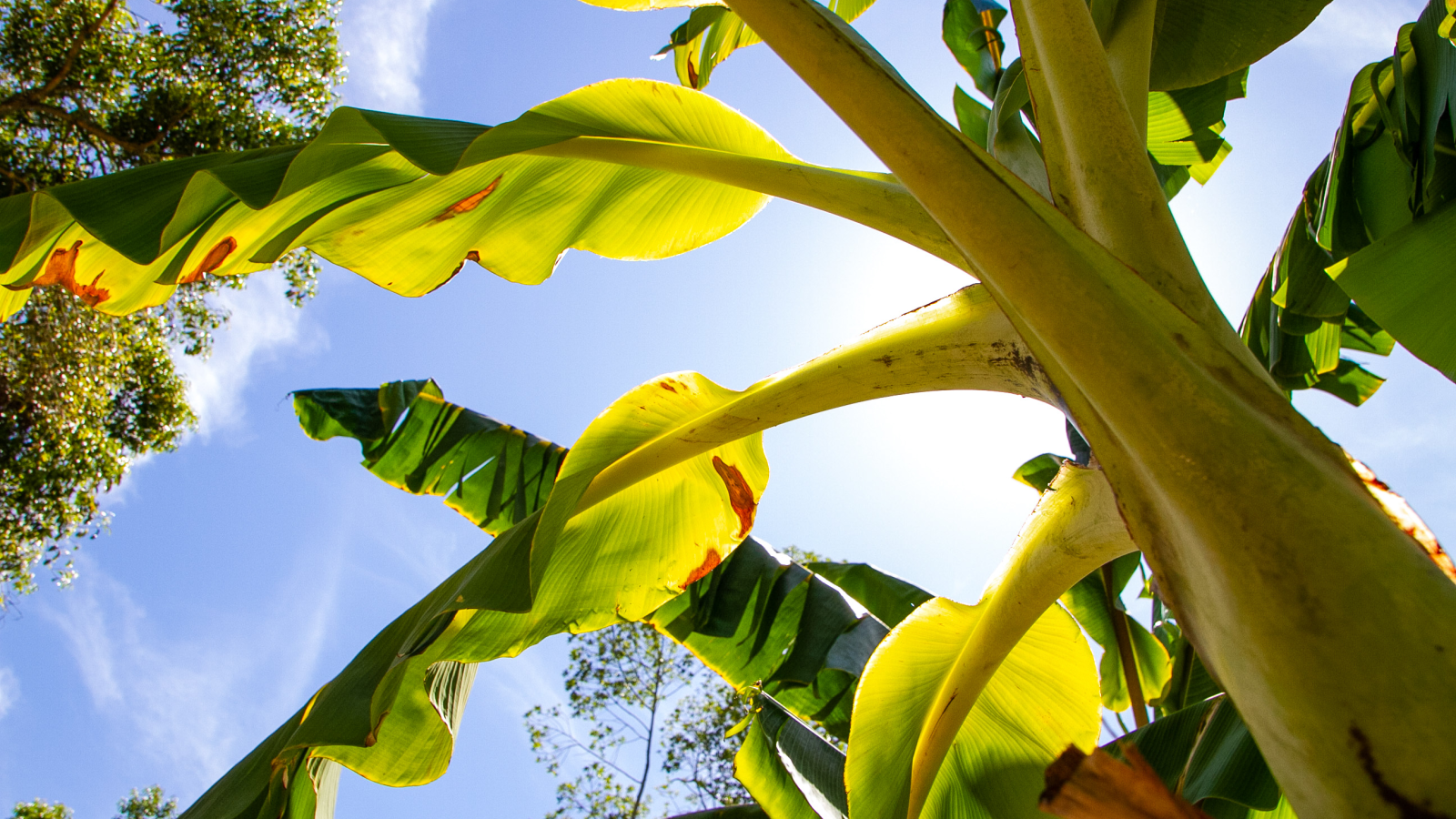 Inova Agroecologia Maricá