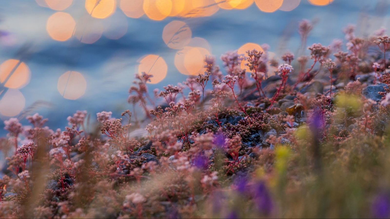 Marie-Claudine De Pairon - Herboriste thérapeute et coach