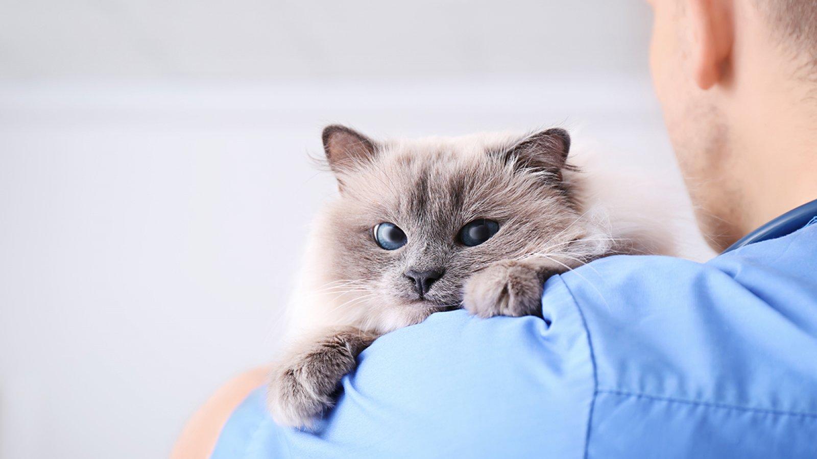 Jinvet s.r.o. , IČO 07135467