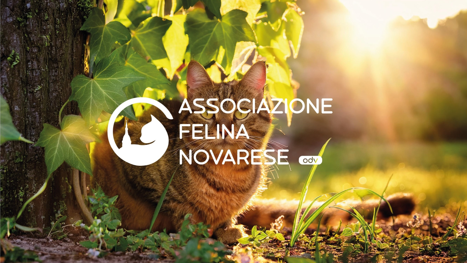 Associazione Felina Novarese ODV ETS