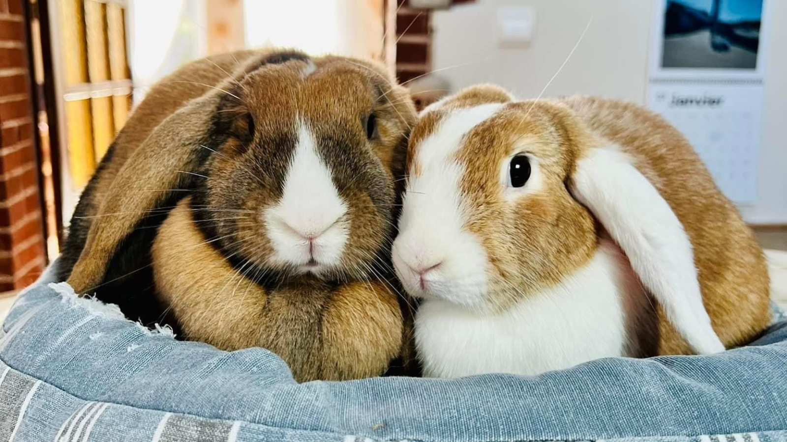 Sandie Zoothérapie / Médiation Animale