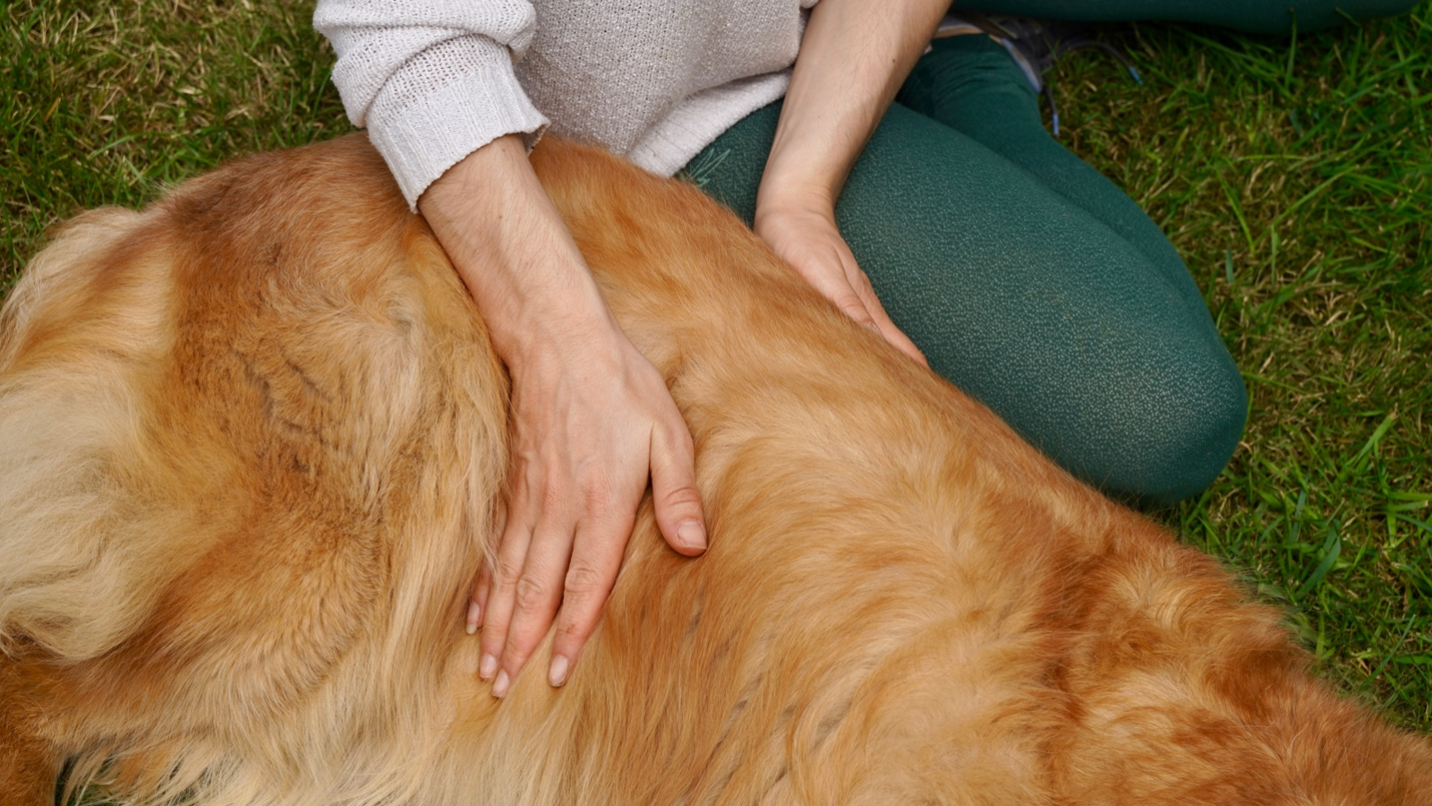 Marine Boulanger - ostéopathe animalier