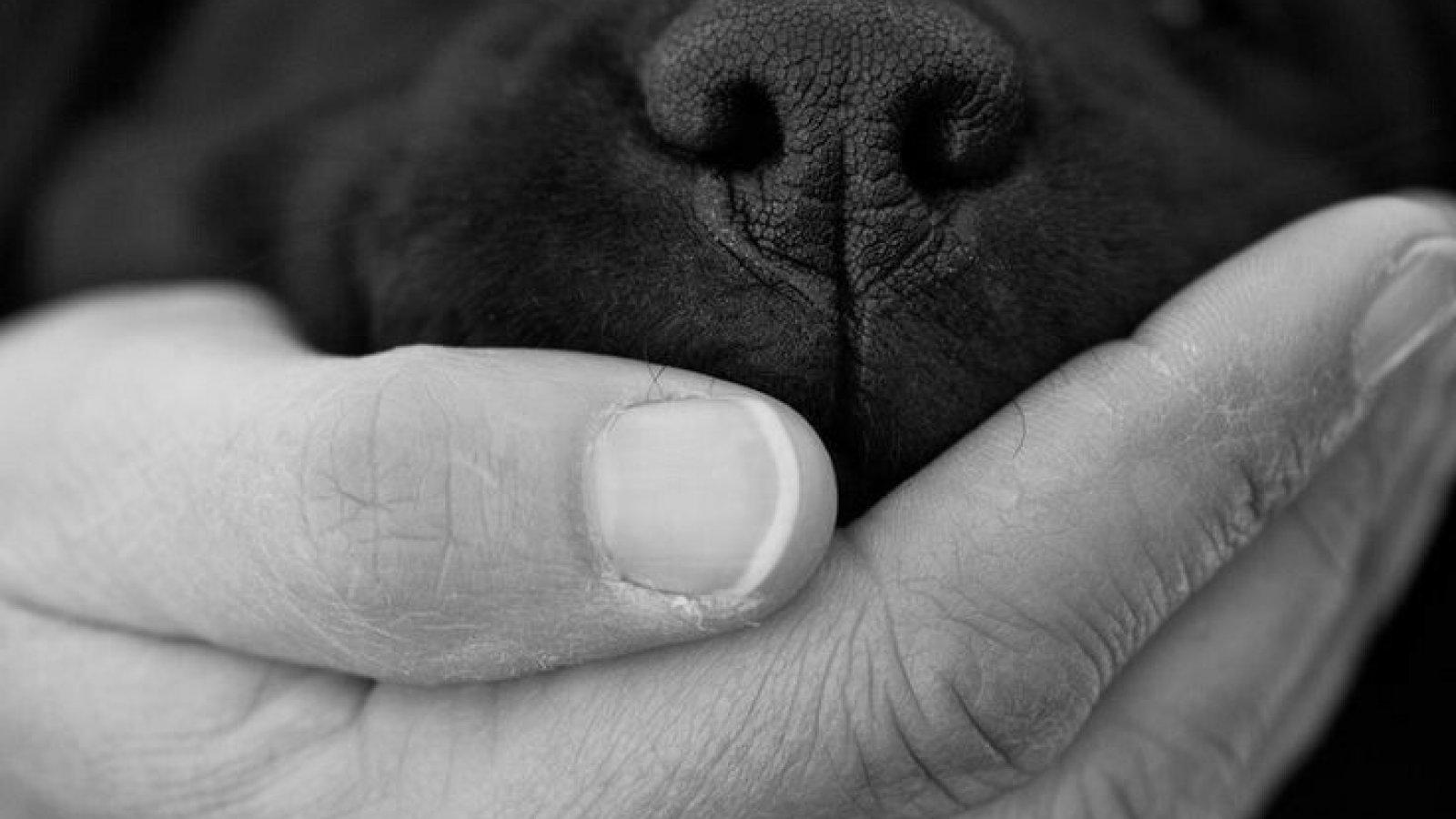 DogTherapy