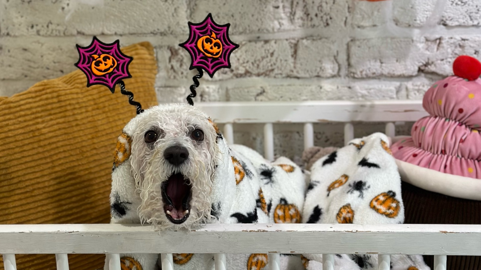 Dogs Club Barber Shop