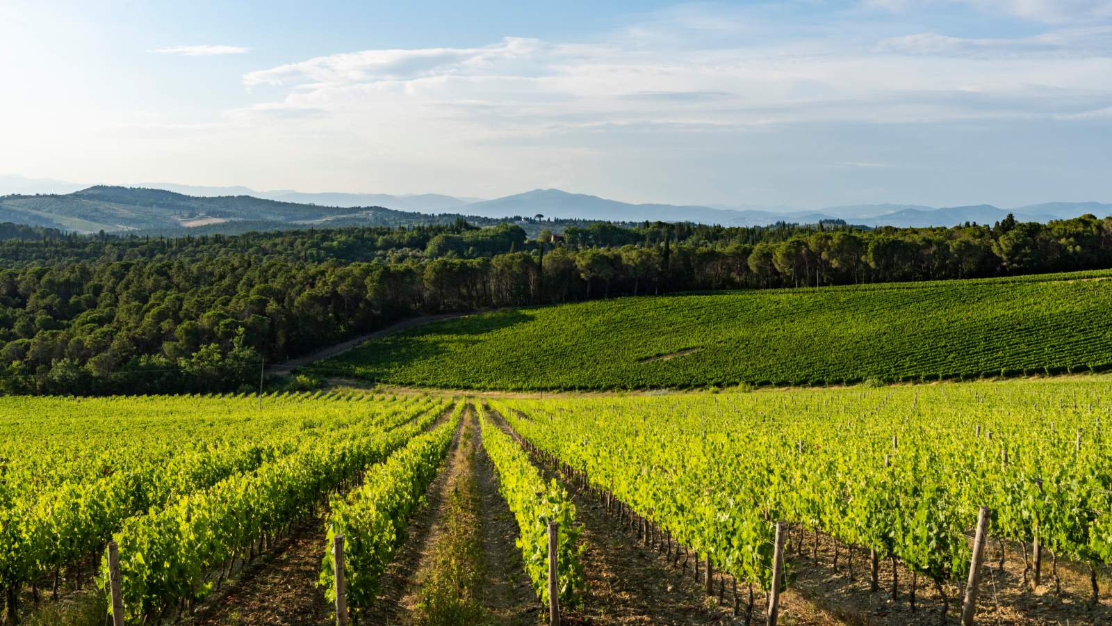 Degustazioni Tenuta Poggio ai Mandorli