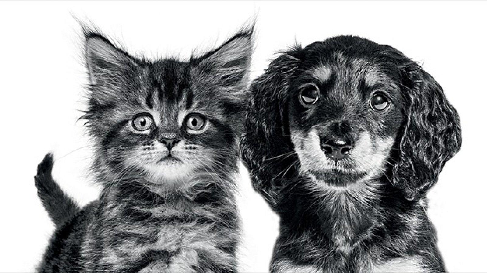 Veterinární ordinace Veticum