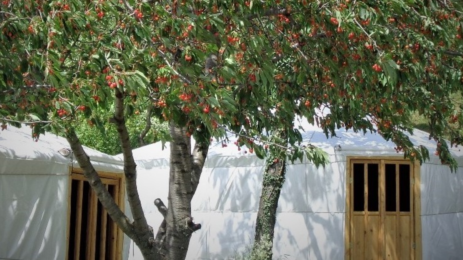 Zengőszív Jurtafalu