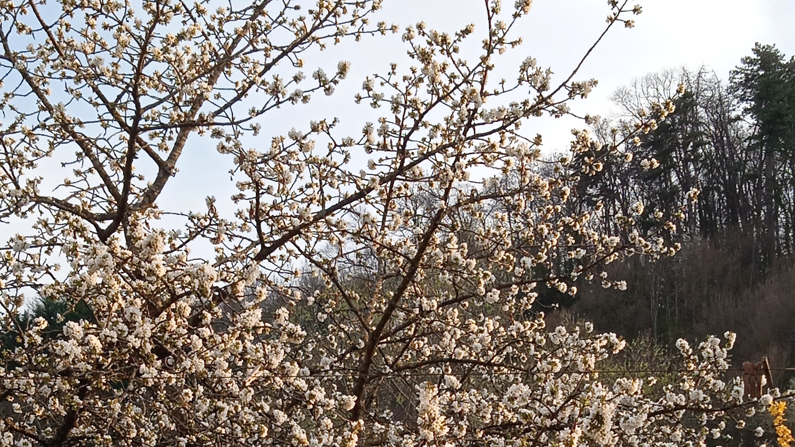 Sybille Grand-Radisson