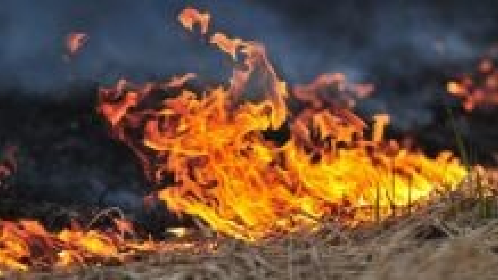 Down to Earth Land Clearing Solutions, Inc