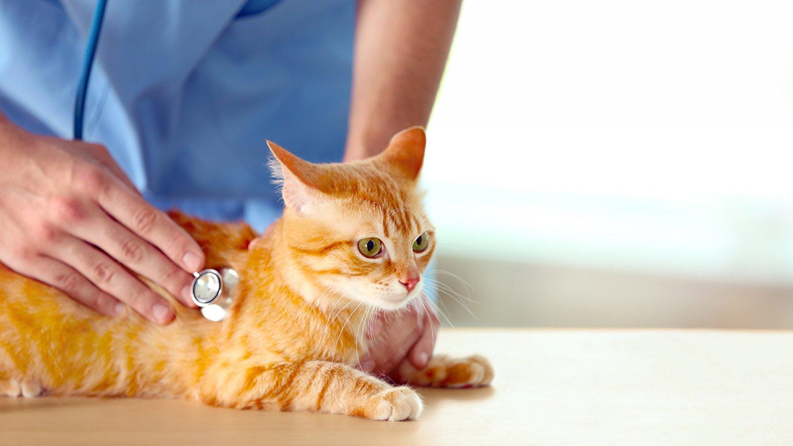 MVDr. Jiří Šimůnek, CSc.