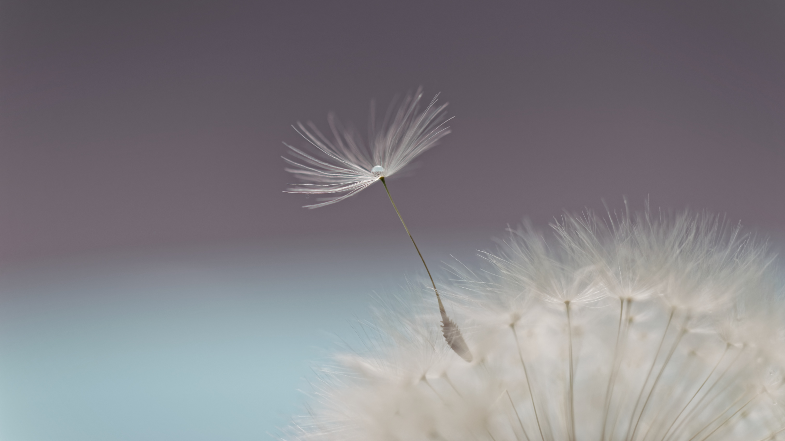 Lesný ateliér Vážka