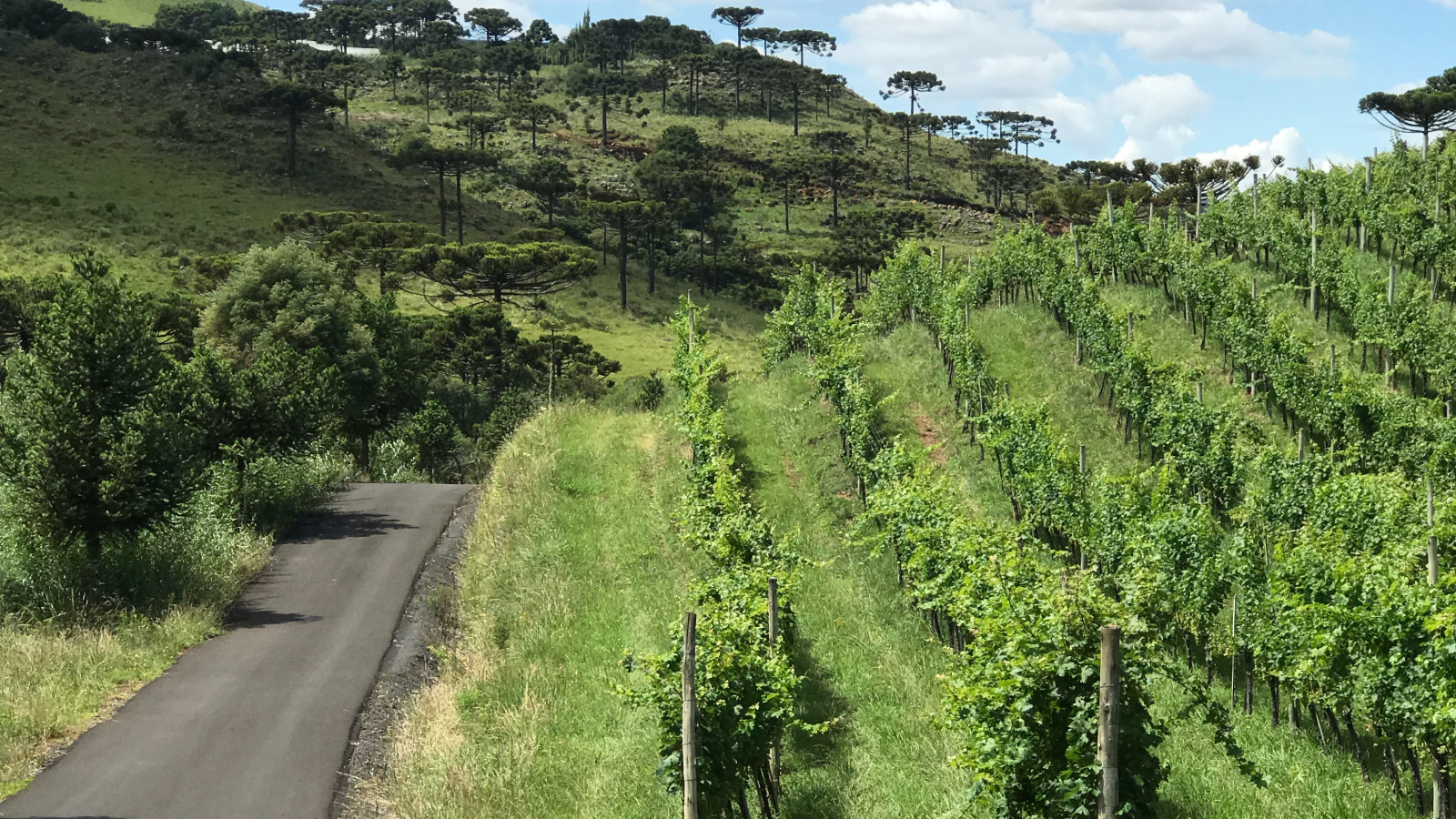 VILLAGGIO BASSETTI VINHEDOS E VINÍCOLA