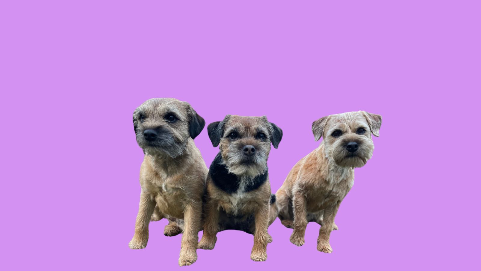 Fyzio u Vílanecké smečky