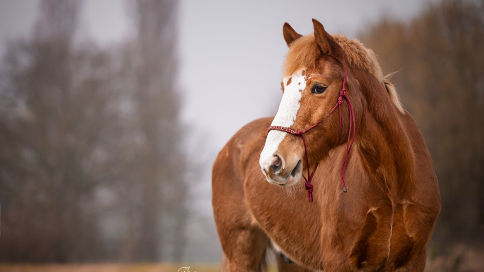 Equifair