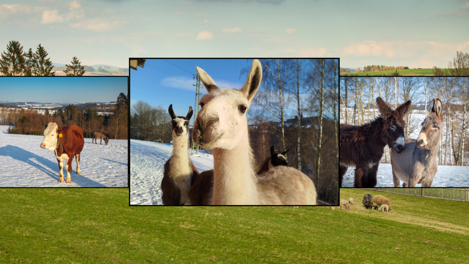 Farma dědka Šťastného