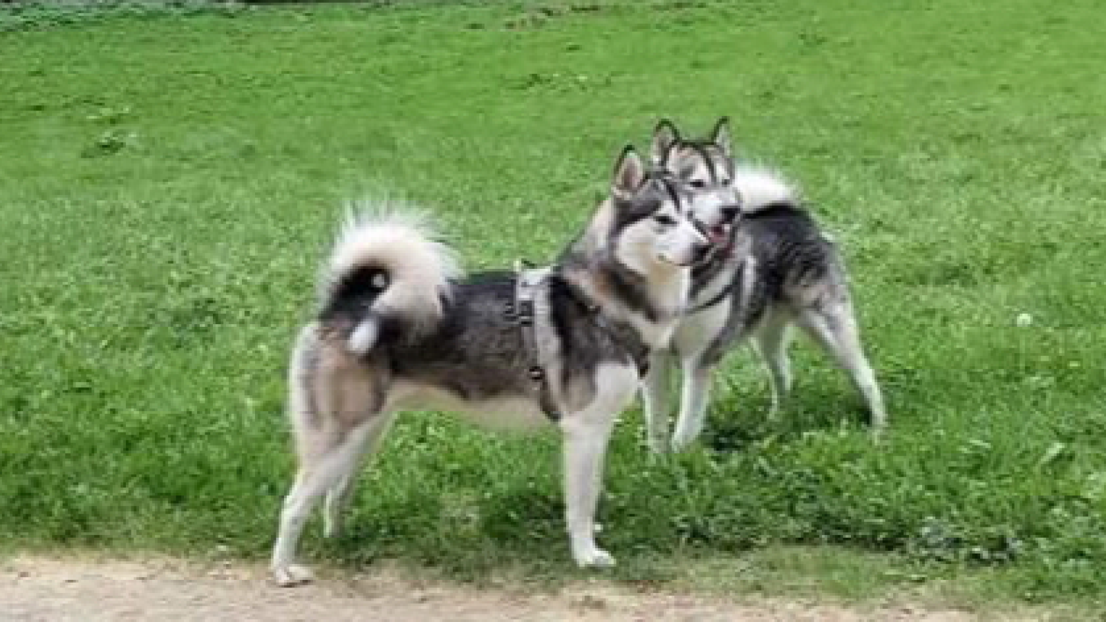Cabinet veterinaire du Parc