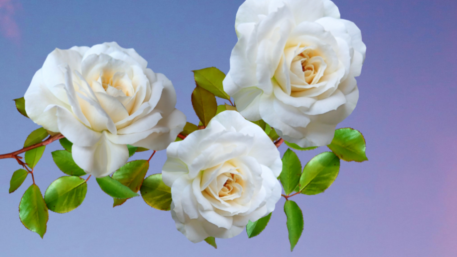 Nadalahya Energéticienne