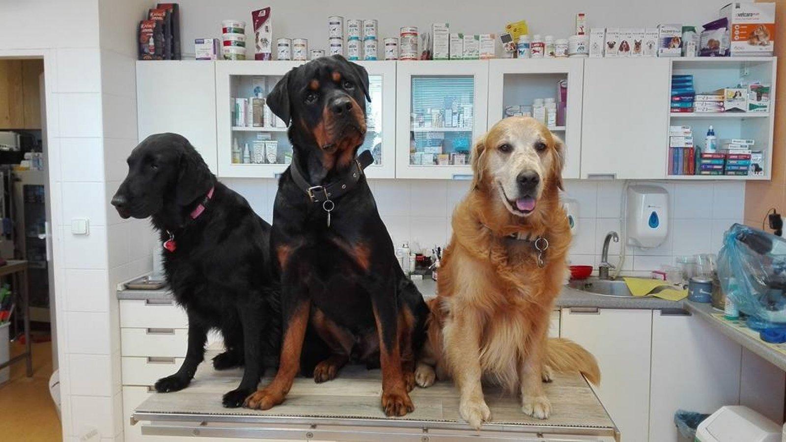 Veterina Bystrc s.r.o. - MAX