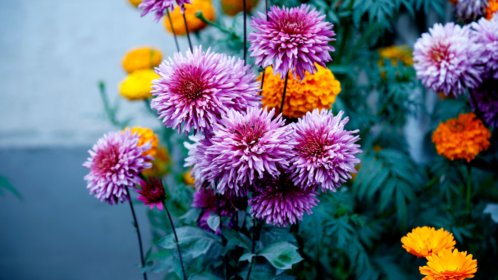 Juliette Maurice Naturopathe