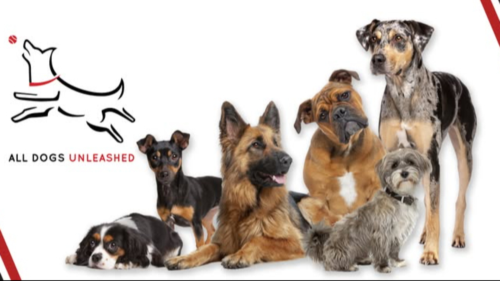 All Dogs Unleashed Dog Training Shreveport
