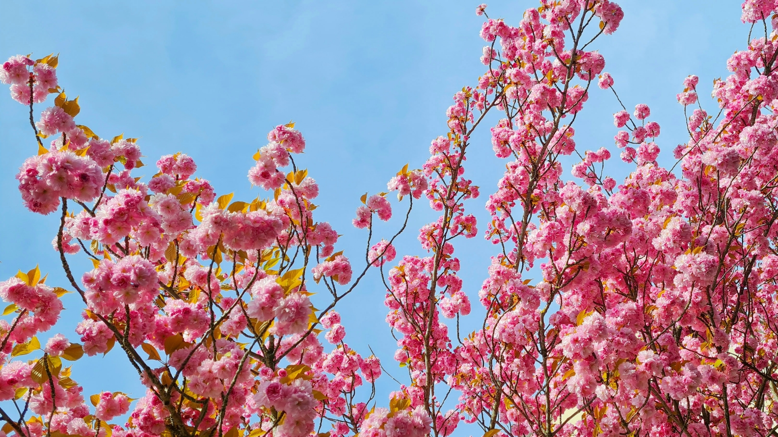 Estelle BERNARDIN kinésiologue - EB Kinésiologie