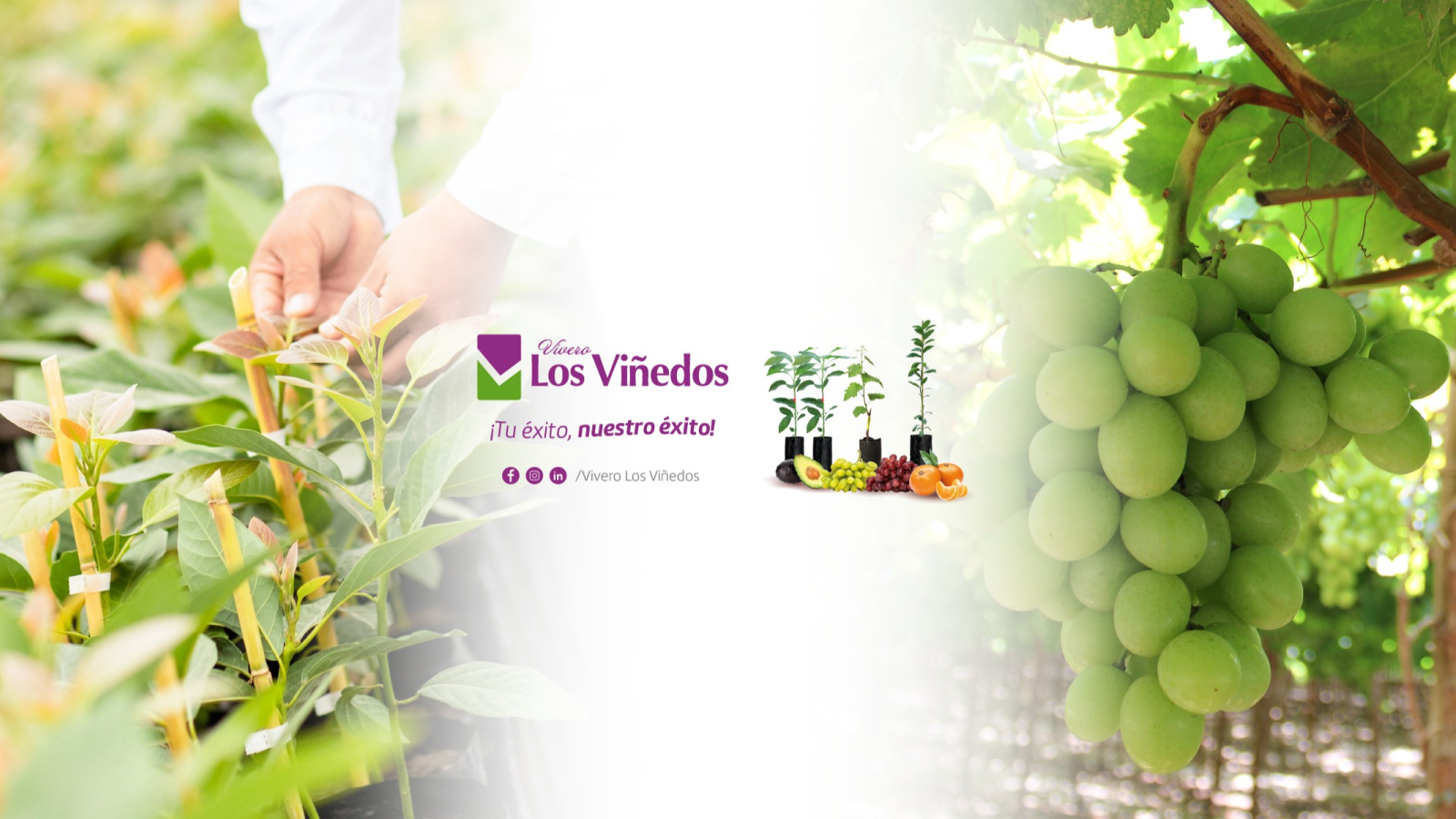 VIVERO LOS VIÑEDOS