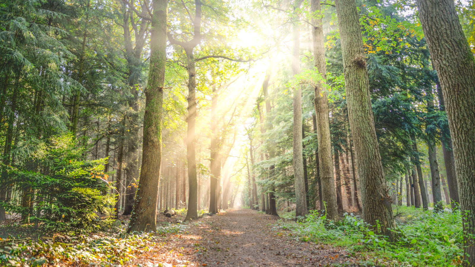 Olivia Quetier Psychologue Oxford